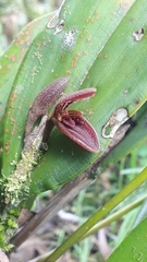 Acianthera