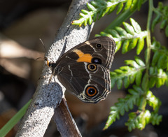 Tisiphone abeona abeona