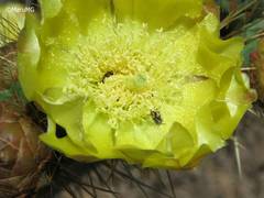 Acmaeodera quadrivittatoides