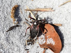 Apiomerus floridensis