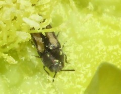 Acmaeodera quadrivittatoides