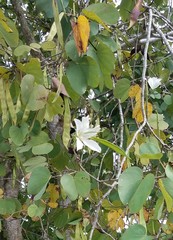 Bauhinia variegata candida