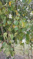 Bauhinia variegata candida