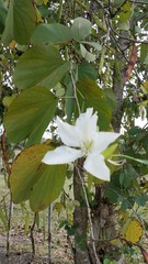 Bauhinia variegata candida