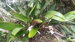 Maxillaria augustae-victoriae