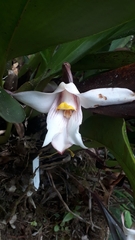 Maxillaria augustae-victoriae