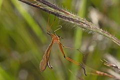 Harpobittacus scheibeli