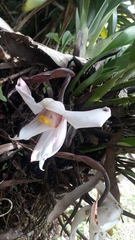 Maxillaria augustae-victoriae