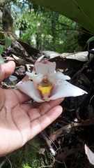 Maxillaria augustae-victoriae