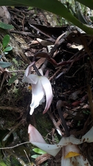 Maxillaria augustae-victoriae