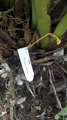 Maxillaria augustae-victoriae