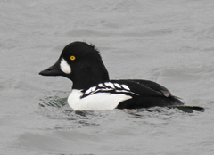 Bucephala clangula × islandica
