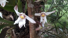Maxillaria augustae-victoriae