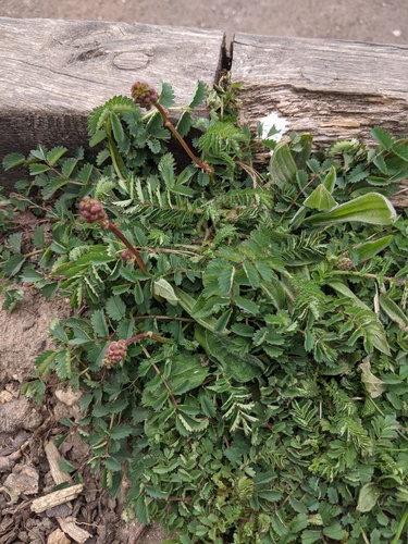 small burnet