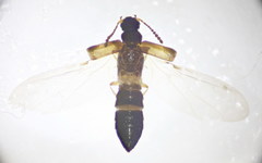 Ochthephilus venustulus