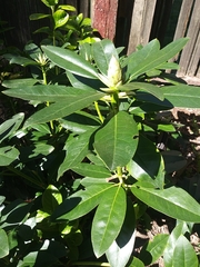 Rhododendron