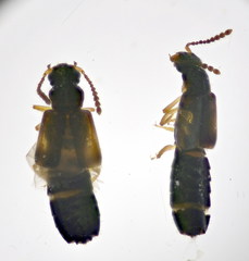 Ochthephilus venustulus