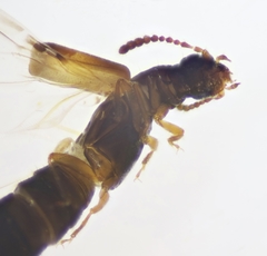 Ochthephilus venustulus