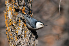 Sitta carolinensis nelsoni
