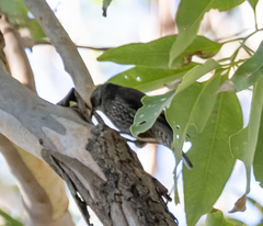 Climacteris erythrops