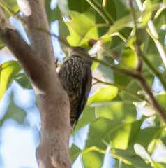 Climacteris erythrops