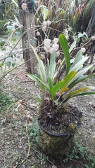Maxillaria fractiflexa
