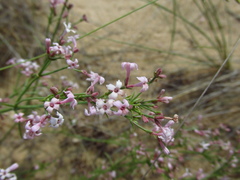 Asperula graveolens