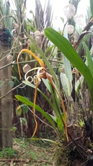 Maxillaria fractiflexa