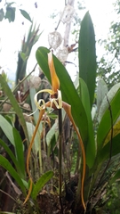 Maxillaria fractiflexa