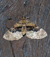 Euphyia