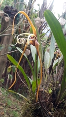 Maxillaria fractiflexa
