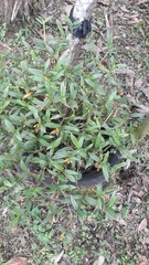 Maxillaria jamesonii