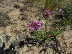 Thymus pallasianus