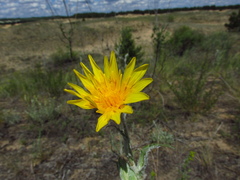 Tragopogon tanaiticus