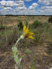 Tragopogon tanaiticus
