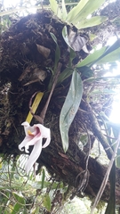 Maxillaria augustae-victoriae