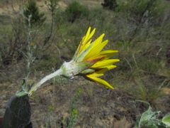 Tragopogon tanaiticus