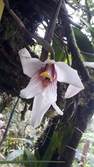 Maxillaria augustae-victoriae