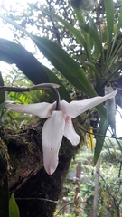 Maxillaria augustae-victoriae