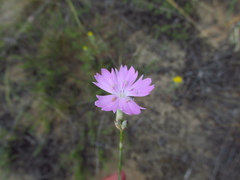 Dianthus polymorphus