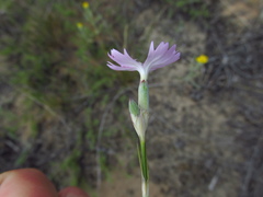 Dianthus polymorphus