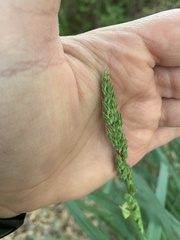 Phalaris caroliniana
