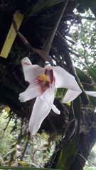 Maxillaria augustae-victoriae