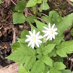Stellaria corei