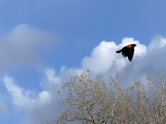 Agelaius phoeniceus