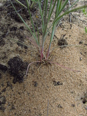 Dianthus polymorphus