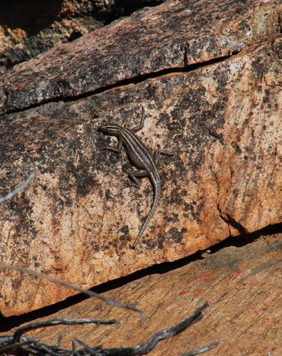 Platysaurus capensis