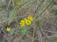 Achillea micrantha