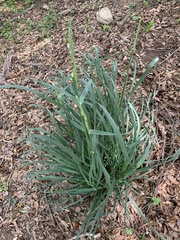 Phalaris caroliniana