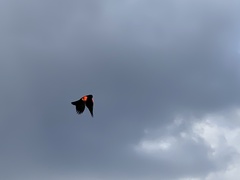 Agelaius phoeniceus